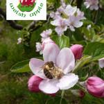 Grown in Wales Apple Blossom 2