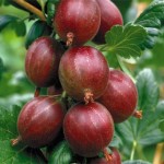 10 Gooseberries