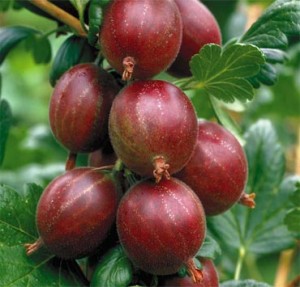 10 Gooseberries