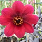 Dahlia1