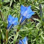 Gentian