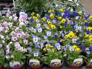 Grown in Wales Abergavenny Garden Centre 9