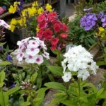 Summer flowering plants