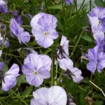 Violas