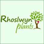 Grown in Wales Rhoslwyn Plants 1