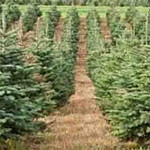 Grown in the UK Cymru Christmas Trees 2