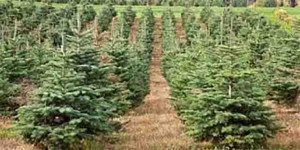 Grown in the UK Cymru Christmas Trees 2