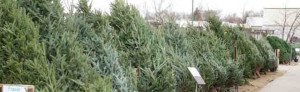 Grown in the UK Cymru Christmas Trees 3
