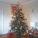 Grown in the UK Cymru Christmas Trees 4