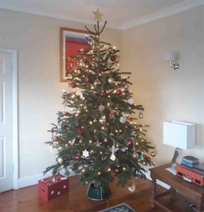 Grown in the UK Cymru Christmas Trees 4