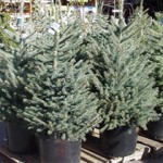 Norway Spruce Container