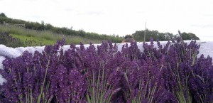 Imperial Gem angustifolia (True Lavender)