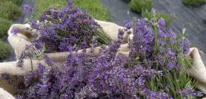 Maillette angustifolia (True Lavender)
