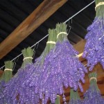 Royal Purple angustifolia (True Lavender)