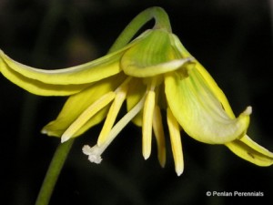 1 Erythronium Pagoda