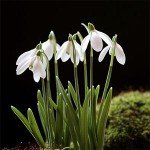 snowdrops