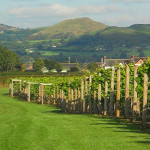 Grown in Wales Kerry Vale Vineyard 4