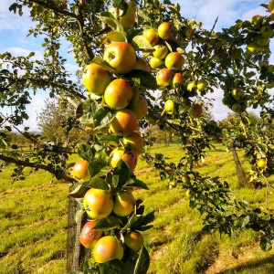 Grown in Wales Welsh Mountain Tree Nursery 2