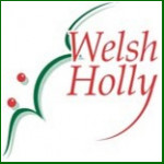 Grown in Wales Welsh Holly 1