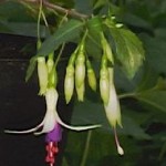 Fuchsia Venus Victrix 1