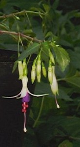 Fuchsia Venus Victrix 1