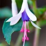 Fuchsia Venus Victrix