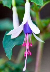 Fuchsia Venus Victrix