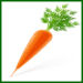 carrot with top