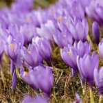 Grown in Wales British Saffron 4