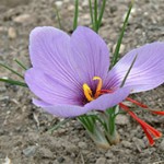 Grown in Wales British Saffron 6