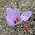 Grown in Wales British Saffron 7
