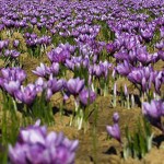 Grown in Wales British Saffron 8