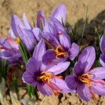 Grown in Wales British Saffron 9