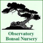 Grown in Wales Observatory Bonsai Nursery 1