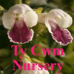 Grown in Wales Ty Cwm Nursery 11