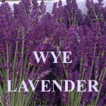 Grown in Wales Wye Lavender 1