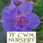 Grown in the UK Ty Cwm Nursery 1