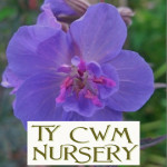 Grown in the UK Ty Cwm Nursery 1