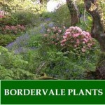 Grown in Wales Bordervale Plants 3