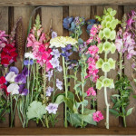 Grown in Wales Brooksgrove Farm 2