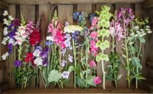 Grown in Wales Brooksgrove Farm 2