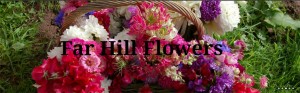 Grown in Wales Far Hill Flowers 4
