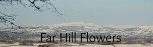 Grown in Wales Far Hill Flowers 5