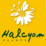 Grown in Wales Halcyon Plants 1