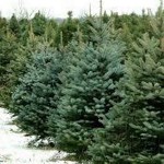 Grown in Wales Clearwell Christmas Trees 1