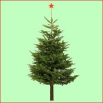 Grown in Wales Clearwell Christmas Trees 5