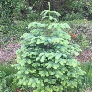 Grown in Wales Clearwell Farm 1