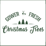 Groown in Wales Gower Christmas Trees 1