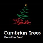 Grown in Wales Cambrian Christmas Trees 1