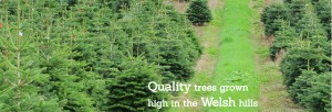 Grown in Wales Evergreen Christmas Trees 3